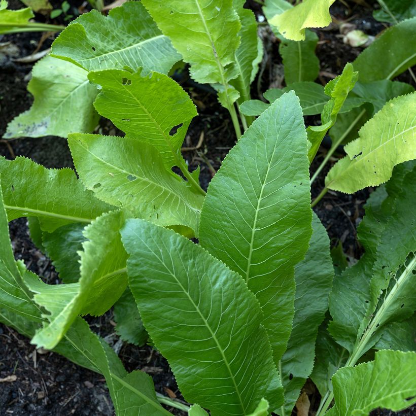 Armoracia rusticana (Foliage)