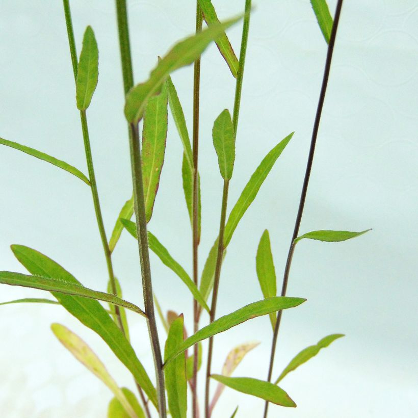 Campanula rapunculus - Rampion (Foliage)