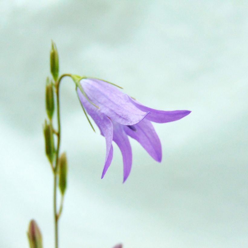 Campanula rapunculus - Rampion (Flowering)