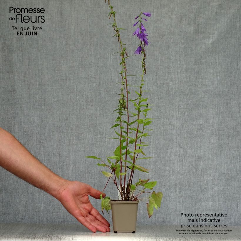 Campanula rapunculus - Rampion 7/8 cm pot sample as delivered in summer