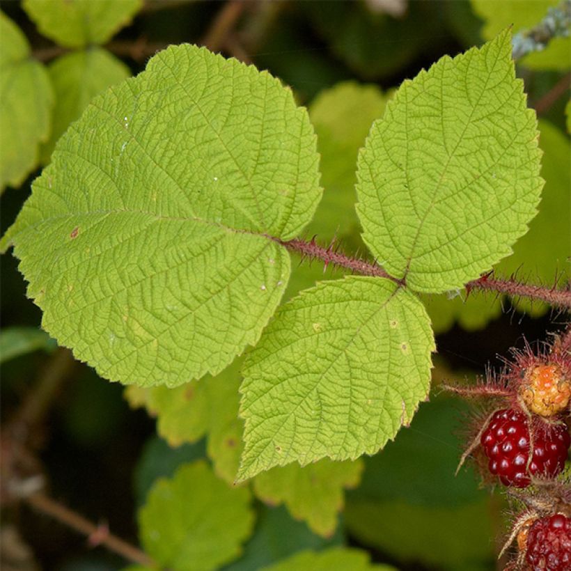 Rubus phoenicolasius 'Raisin du Japon' - Wineberry (Foliage)