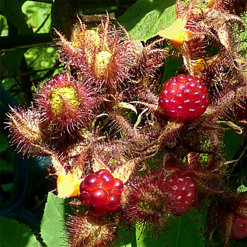 Rubus phoenicolasius 'Raisin du Japon' - Wineberry (Harvest)