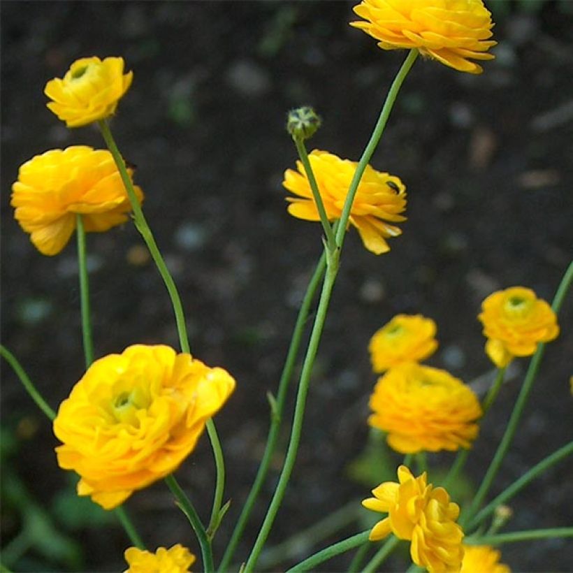 Ranunculus acris Multiplex - Meadow Buttercup (Flowering)