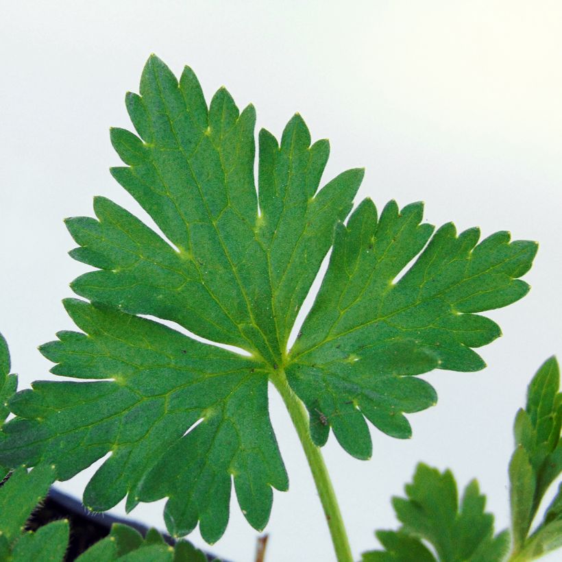 Ranunculus acris Multiplex - Meadow Buttercup (Foliage)