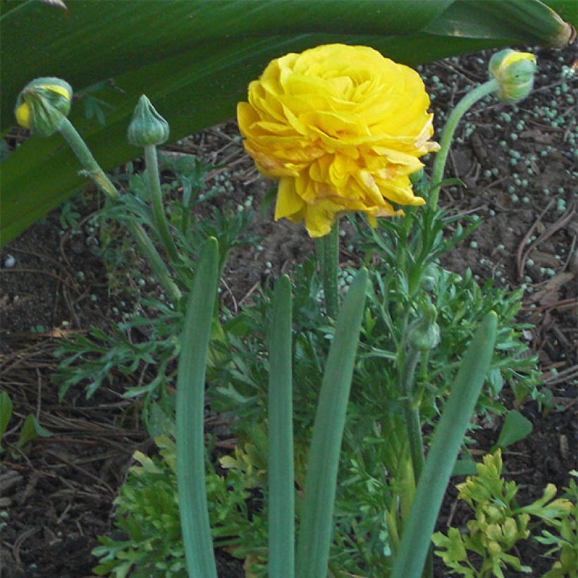 Ranunculus asiaticus Mixture - Persian Buttercup (Flowering)