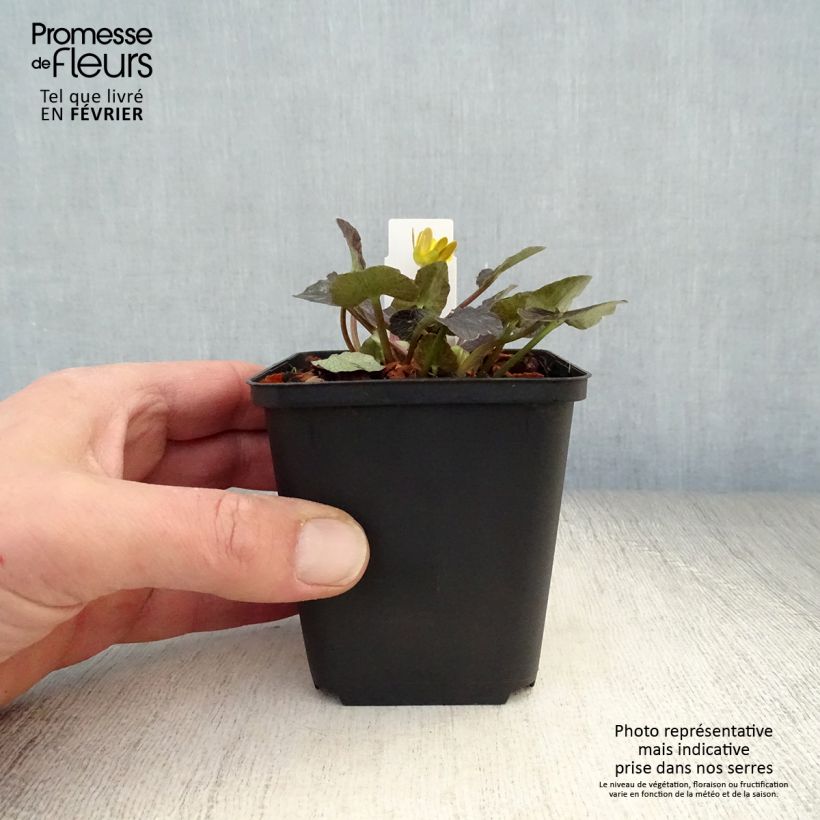 Ranunculus ficaria Brazen Hussy - Lesser Celandine 8/9 cm pot sample as delivered in winter