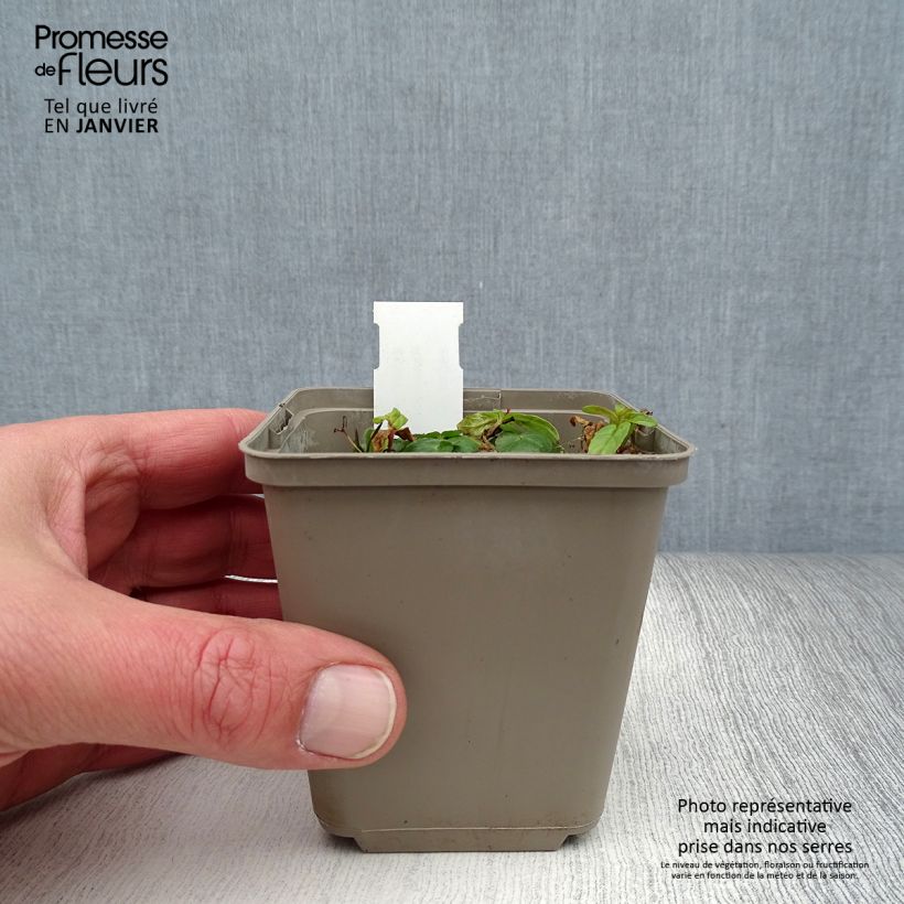 Ranunculus ficaria Flore Pleno - Lesser Celandine 8/9 cm pot sample as delivered in winter