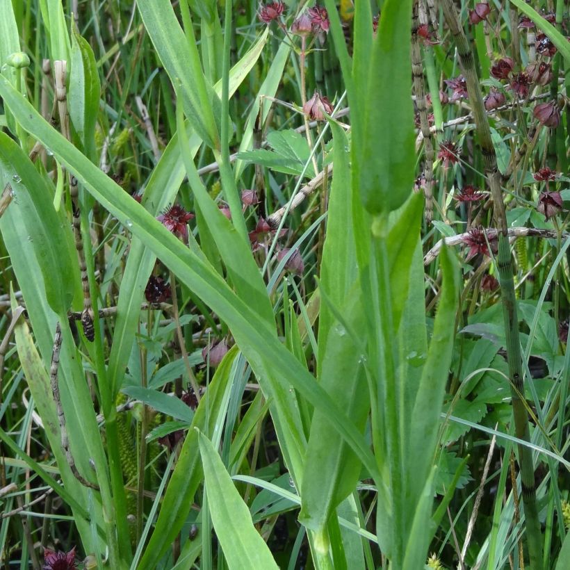 Ranunculus lingua - Greater Spearwort (Foliage)