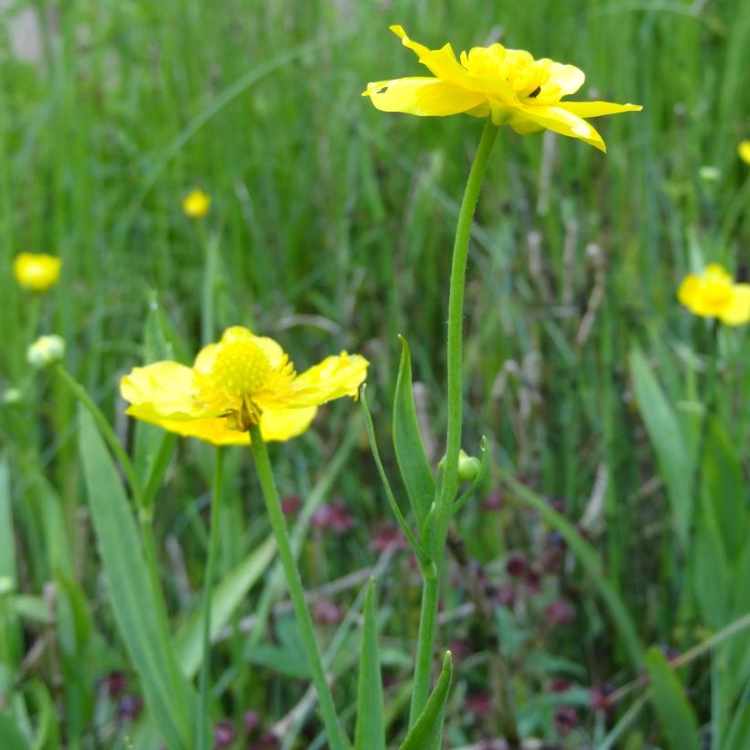 Ranunculus lingua - Greater Spearwort (Flowering)