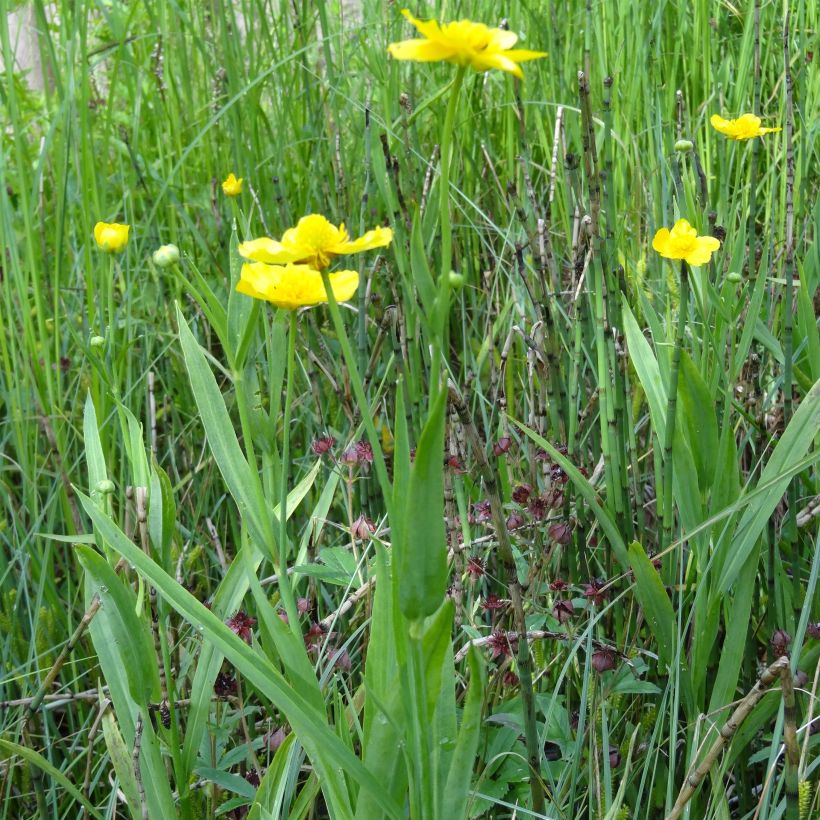 Ranunculus lingua - Greater Spearwort (Plant habit)