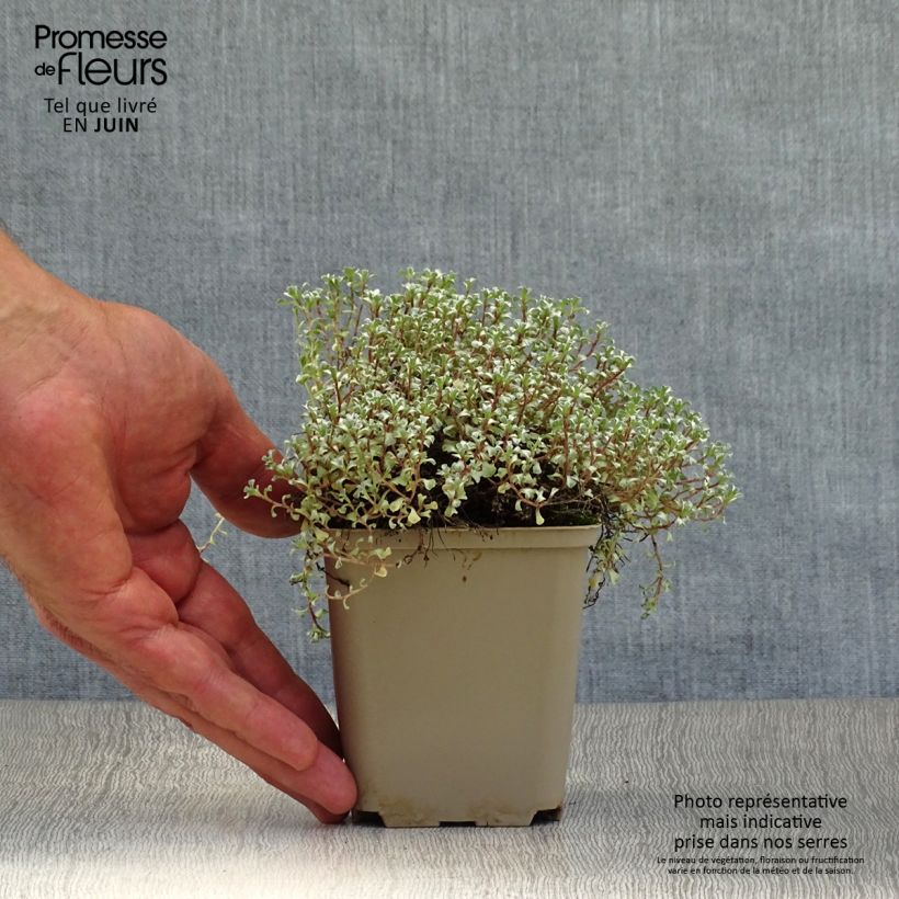 Raoulia australis - Vegetable Sheep 8/9 cm pot sample as delivered in summer
