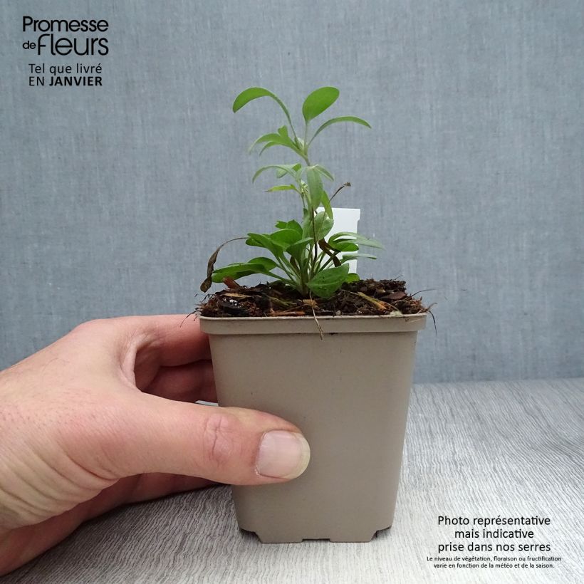 Ratibida columnifera Red Midget - Mexican Hat 8/9 cm pot sample as delivered in winter