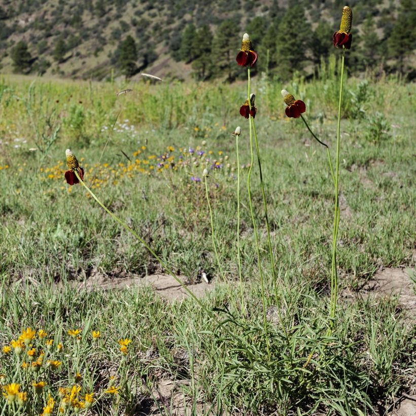 Ratibida columnifera - Mexican Hat (Plant habit)