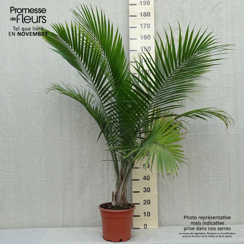 Ravenea rivularis - Majestic Palm 7.5L/10L pot sample as delivered in autumn