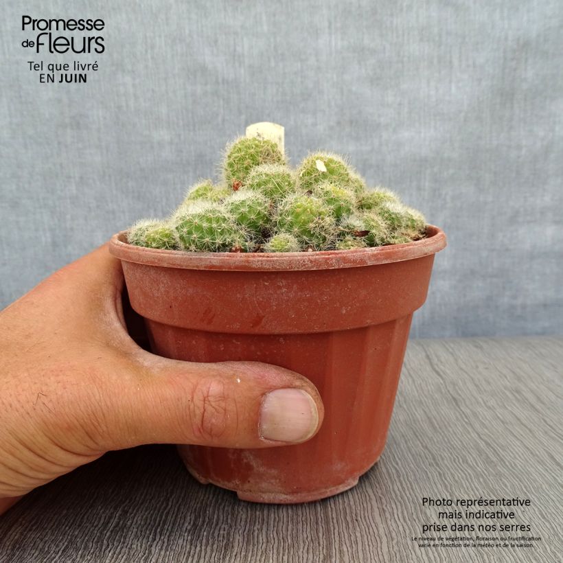 Rebutia sp. 12cm pot sample as delivered in summer