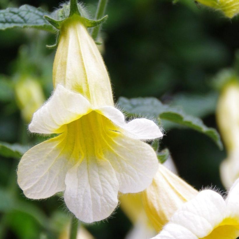 Rehmannia Polina (Foliage)