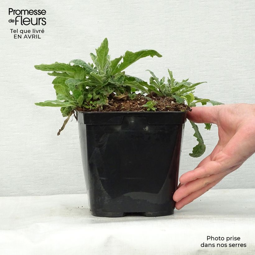 Rehmannia Polina 2L/3L pot sample as delivered in spring