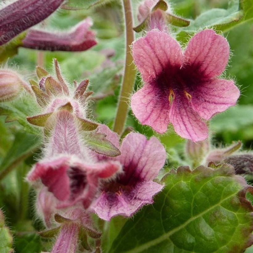 Rehmannia henryi (Flowering)