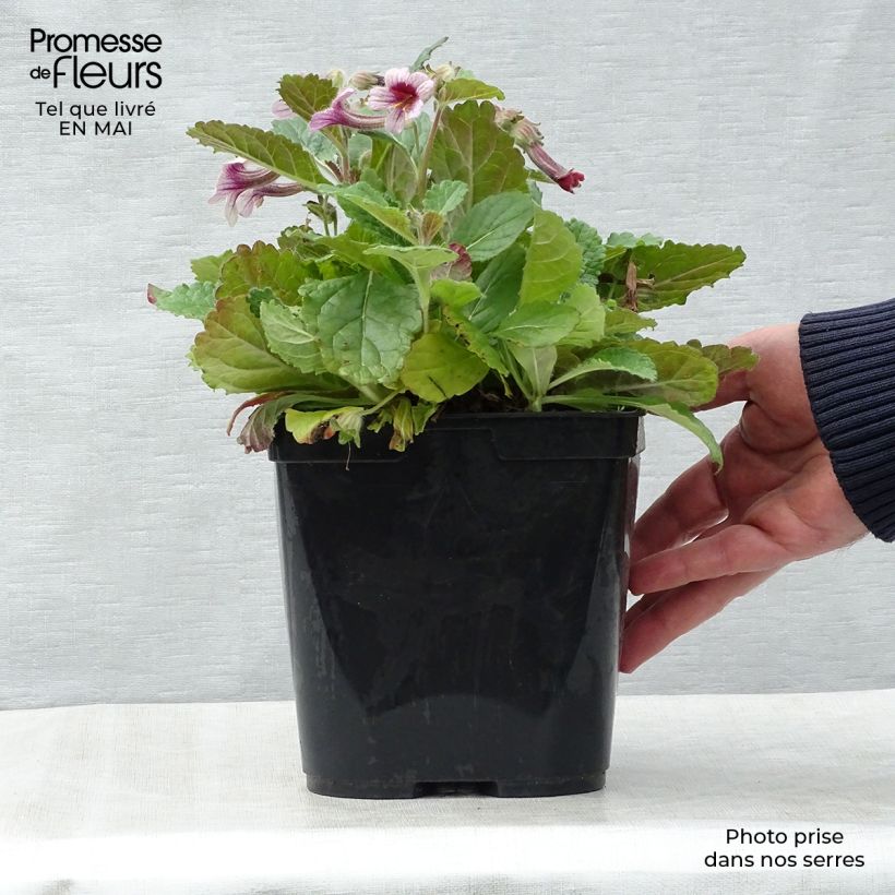 Rehmannia henryi - Rehmannia Pot de 2L/3L sample as delivered in spring
