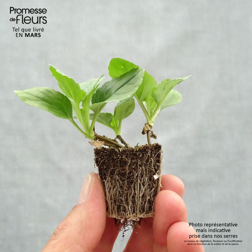 Callistephus chinensis Matsumoto Mix Plug plants 3.8 x 3.2cm - Tray of 16 sample as delivered in spring