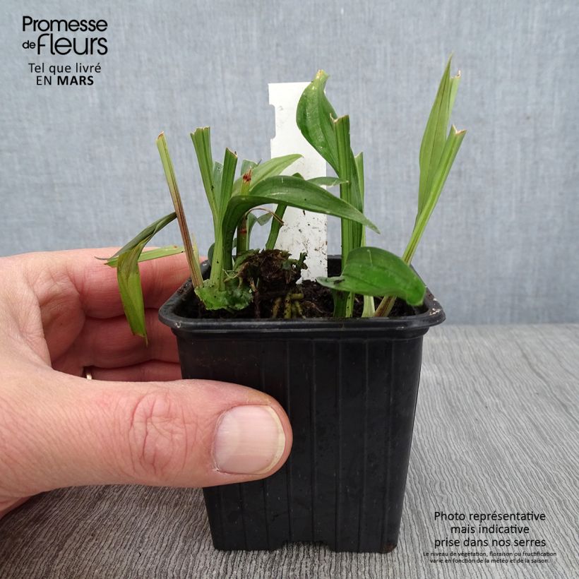 Reineckea carnea - Chinese Lucky Grass 8/9 cm pot sample as delivered in winter