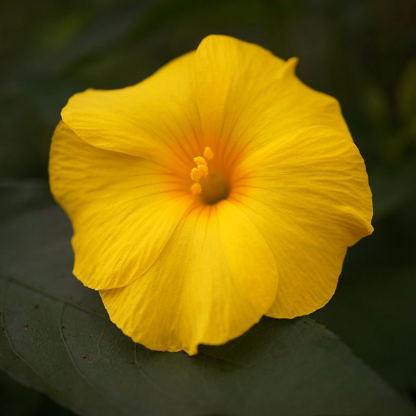 Reinwardtia indica - Yellow Flax (Flowering)