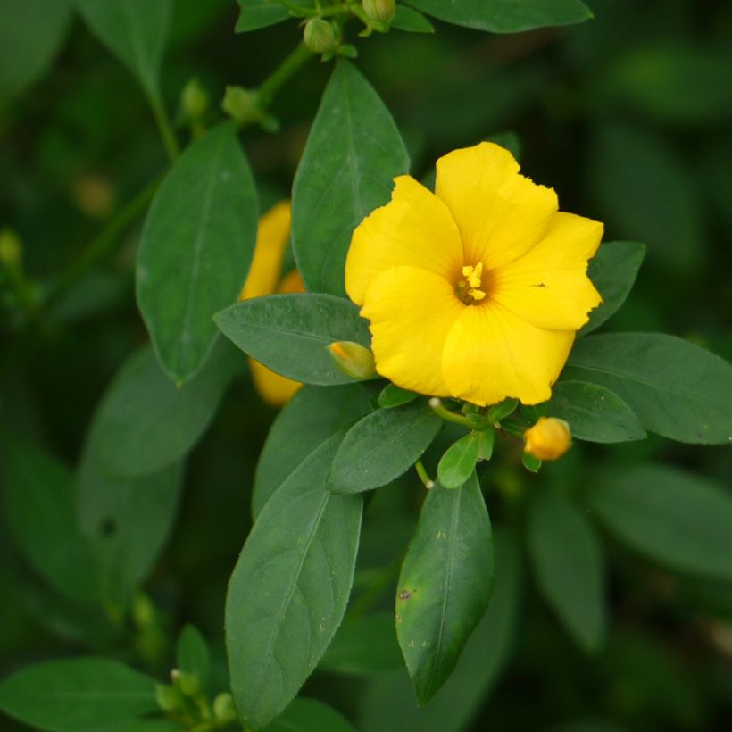 Reinwardtia indica - Yellow Flax (Foliage)