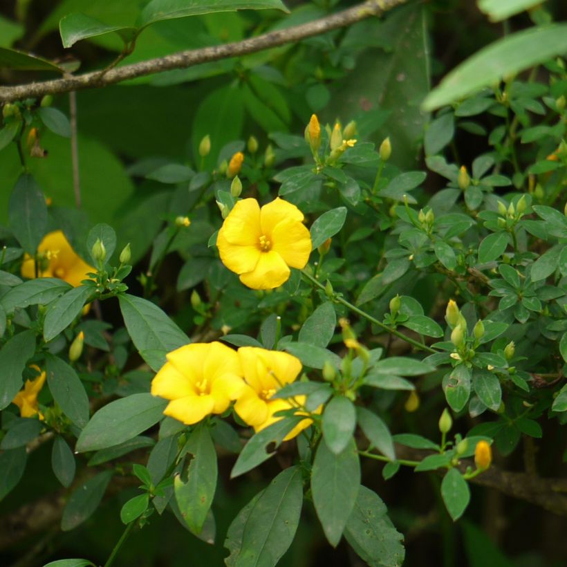 Reinwardtia indica - Yellow Flax (Plant habit)
