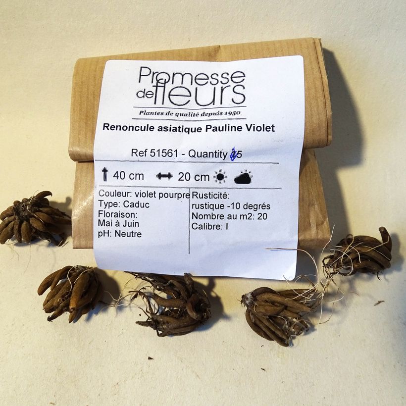 Example of Ranunculus asiaticus Pauline Violet - Persian Buttercup Bulb size 8+ specimen as delivered
