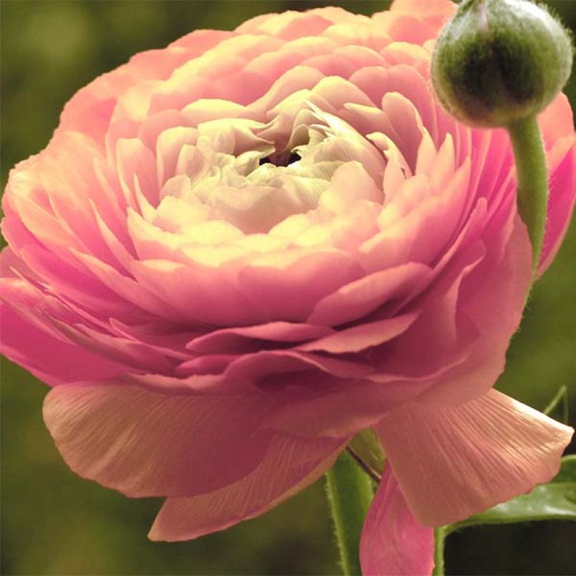 Ranunculus asiaticus Pink-flowered - Persian Buttercup (Flowering)