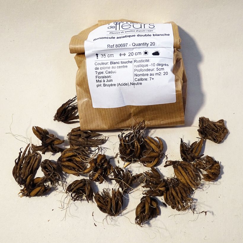 Example of Ranunculus asiaticus White - Persian Buttercup Bulb size 8+ specimen as delivered