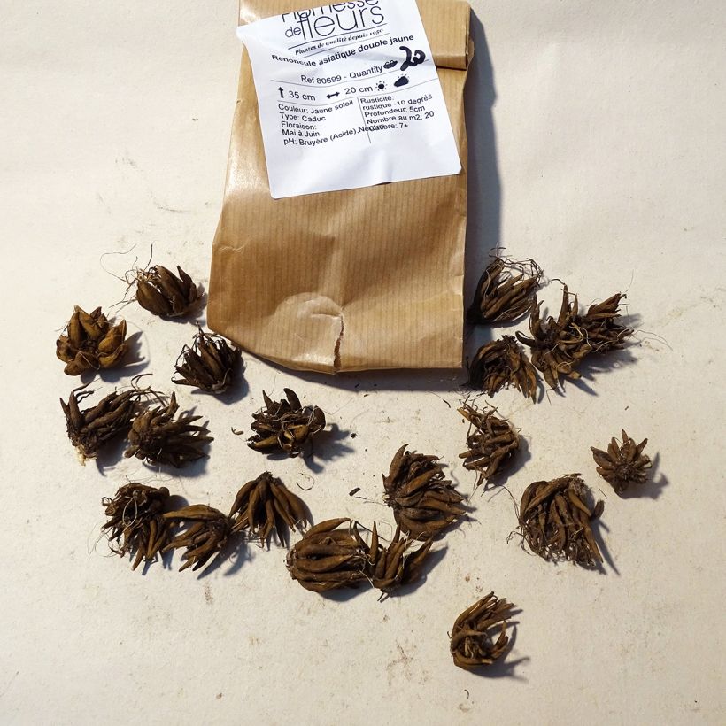 Example of Ranunculus asiaticus Yellow - Persian Buttercup Bulb size 8+ specimen as delivered