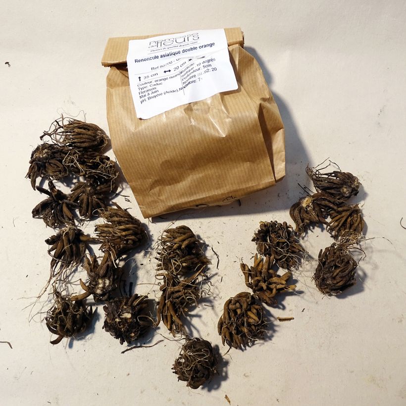 Example of Ranunculus asiaticus Orange - Persian Buttercup Bulb size 8+ specimen as delivered