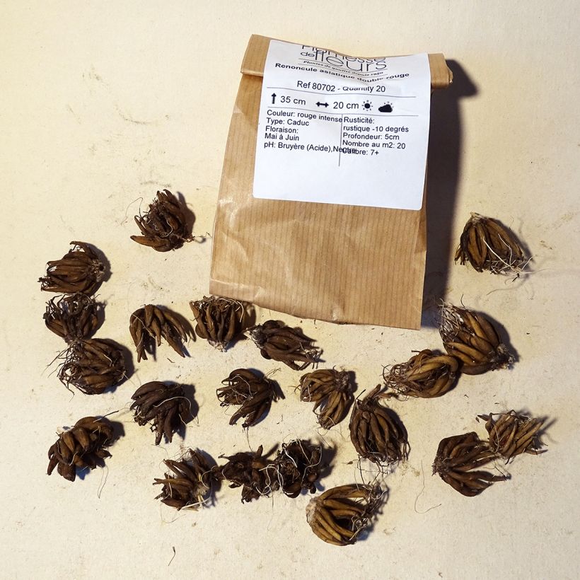 Example of Ranunculus asiaticus Red - Persian Buttercup Bulb size 8+ specimen as delivered