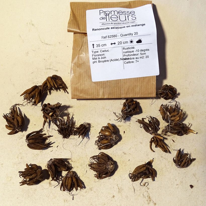 Example of Ranunculus asiaticus Mixture - Persian Buttercup Bulb size 8+ specimen as delivered