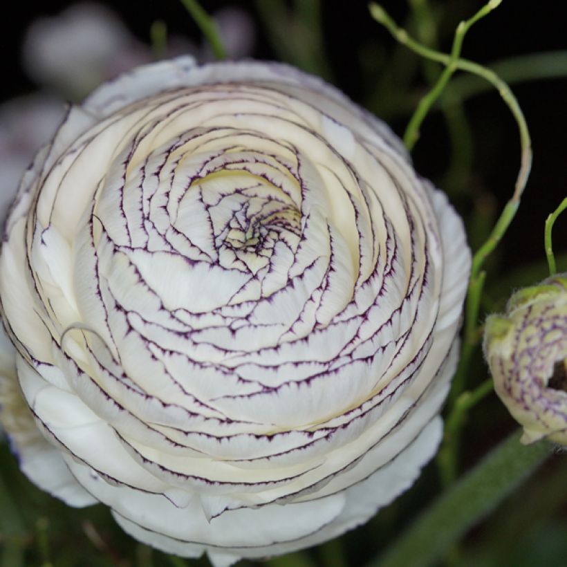 Ranunculus asiaticus White Pink Bicolor - Persian Buttercup (Flowering)