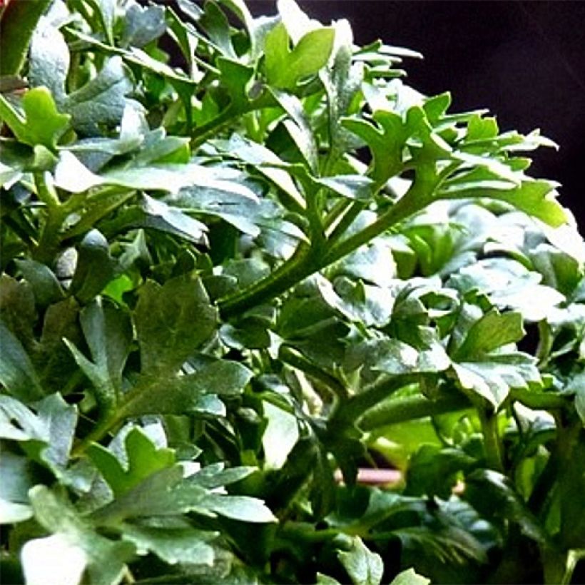 Ranunculus asiaticus White - Persian Buttercup (Foliage)