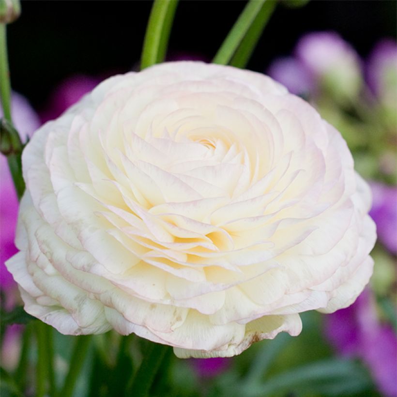 Ranunculus asiaticus White - Persian Buttercup (Flowering)