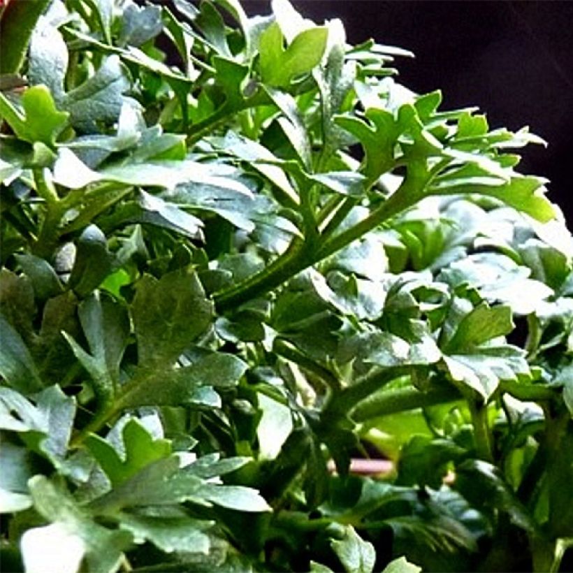 Ranunculus asiaticus Yellow - Persian Buttercup (Foliage)