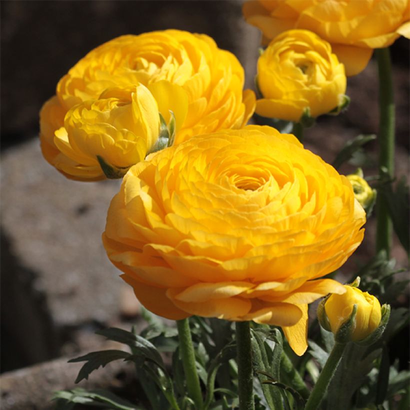 Ranunculus asiaticus Yellow - Persian Buttercup (Flowering)