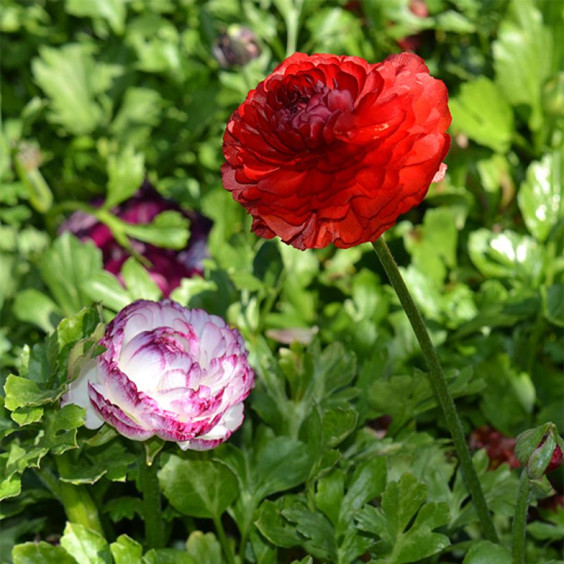 Ranunculus asiaticus Red - Persian Buttercup (Plant habit)