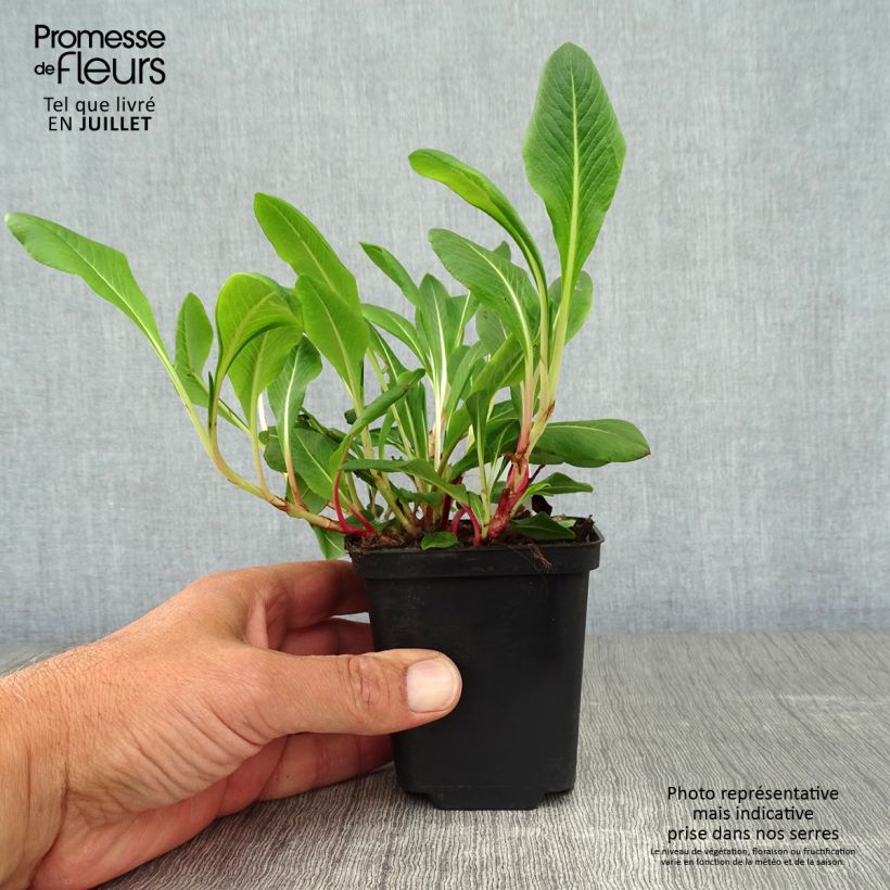 Persicaria affinis Darjeeling Red 8/9 cm pot sample as delivered in summer