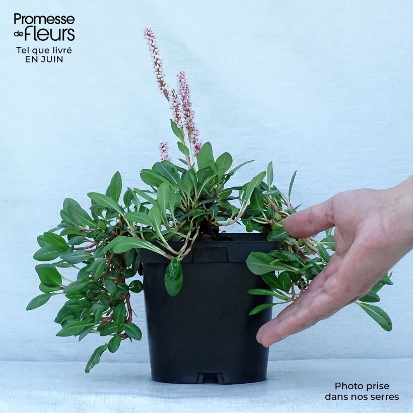 Persicaria affinis Darjeeling Red 2L/3L pot sample as delivered in summer