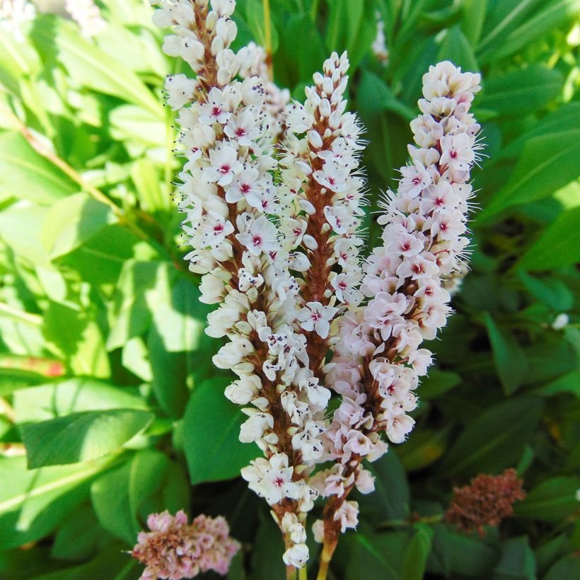 Persicaria affinis Donald Lowndes (Flowering)