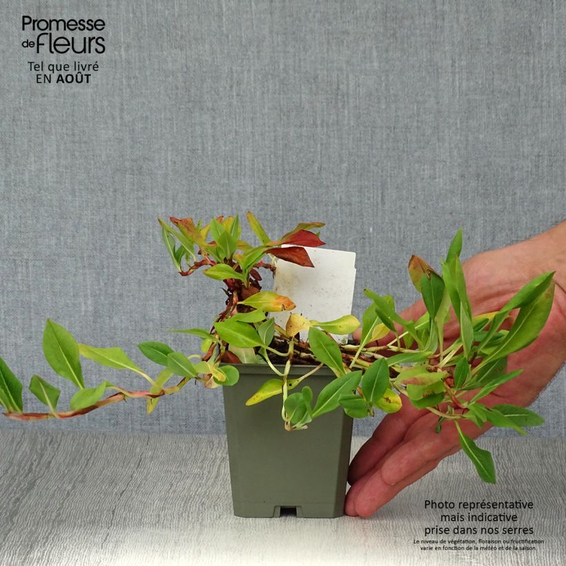 Persicaria affinis Donald Lowndes 8/9 cm pot sample as delivered in summer