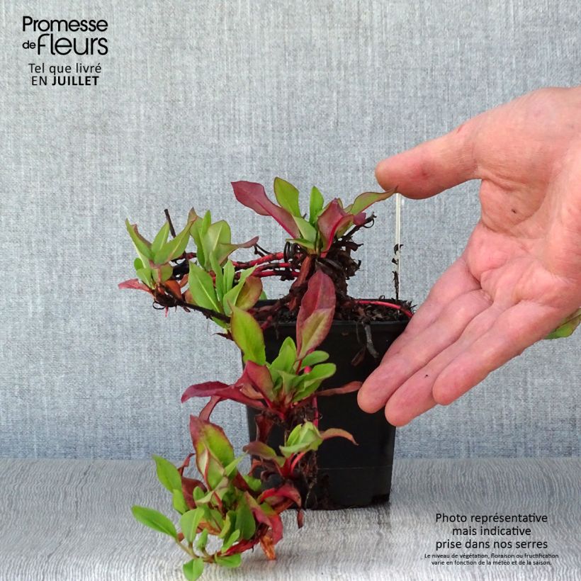 Persicaria affinis Kabouter 8/9 cm pot sample as delivered in summer