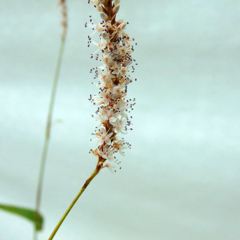 Persicaria amplexicaulis Alba - Mountain Fleece (Flowering)