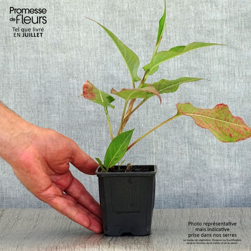 Persicaria amplexicaulis Alba - Mountain Fleece 8/9 cm pot sample as delivered in summer