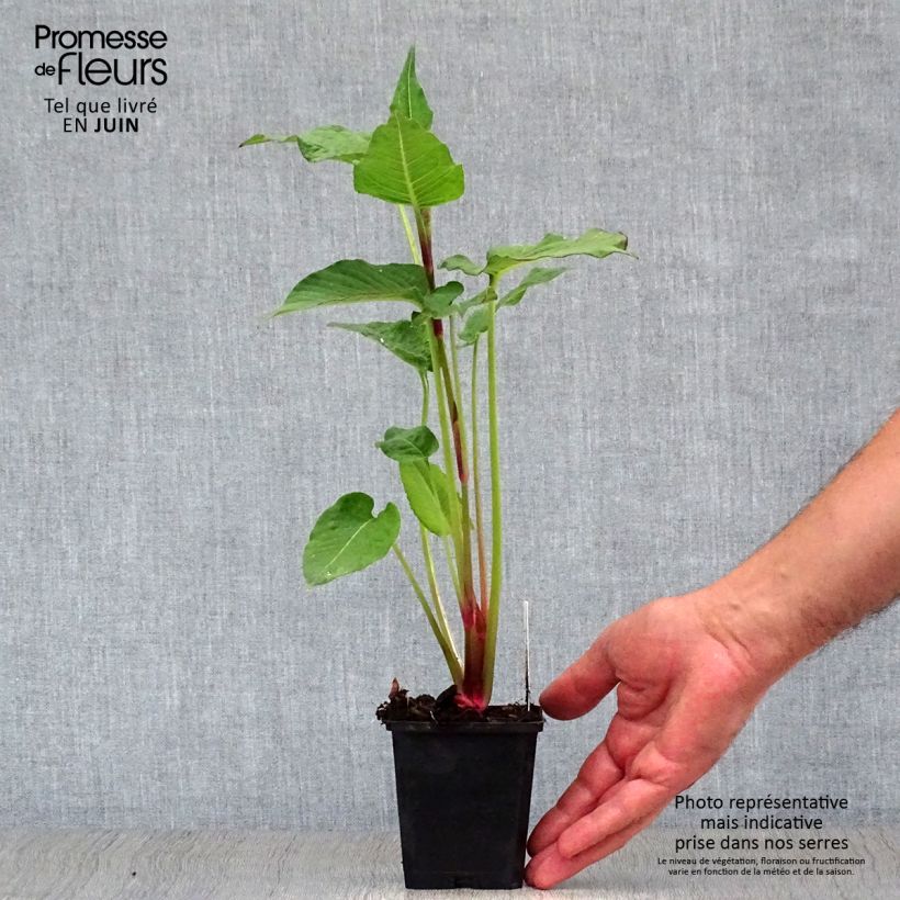 Persicaria amplexicaulis Blackfield - Mountain Fleece 8/9 cm pot sample as delivered in summer