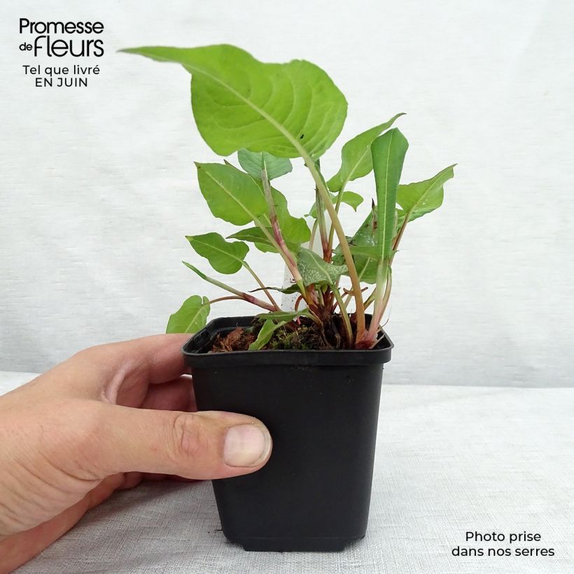 Persicaria amplexicaulis Dikke Floskes - Mountain Fleece 8/9 cm pot sample as delivered in summer